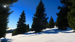 Avez28