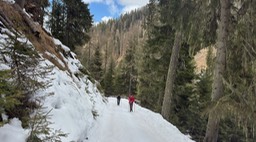 Stumpfalm15