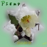 piemp-21-2_0_new.jpg